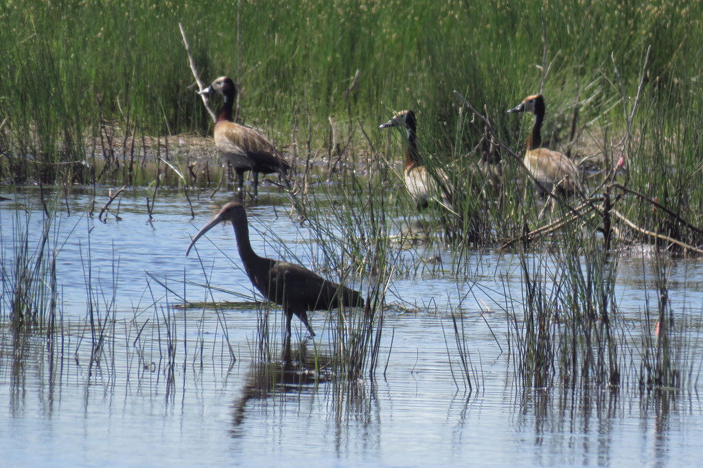 An ibis and ducks graze the wetlands close to Buenos Aires.