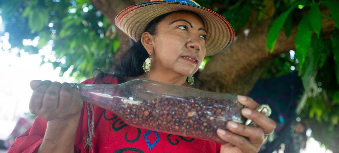 In Ipasharrain village in Colombia, Ana Griselda Gonzalez explains how the Guajiro bean can be roasted and eaten like a snack.